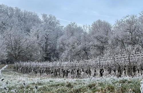 Le Relais du Piémont Ottrott - Mont Sainte-Odile- Champs du feu - Photo 31