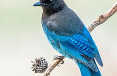 Bearly Connected, a brand new cabin in the woods - Foto 40