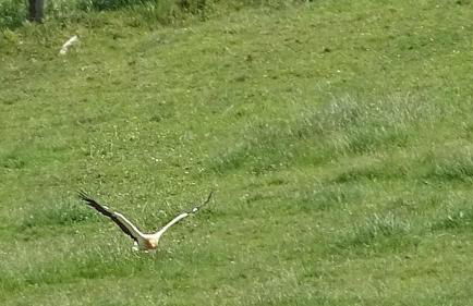 Pena plata - Foto 25
