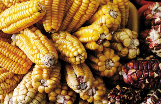 Ceviche, Pisco Sour & Causa + Local Market Tour - Foto 1