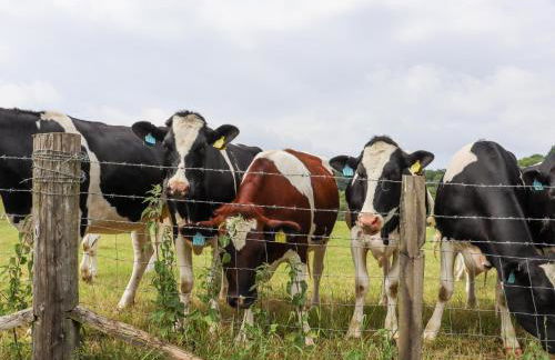 Oast Cottage - Foto 44