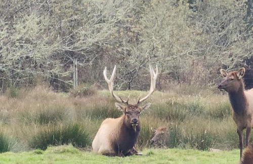 Redwood Farmhouse in the Orick Valley - Foto 76