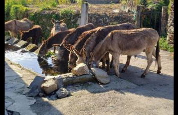 Casa do Caneiro - Foto 40