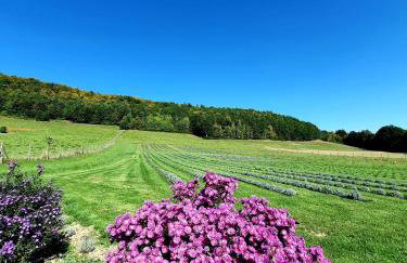 Lawendowy Raj - Foto 68