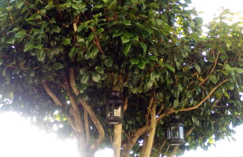 Casa do Chico - Foto 36