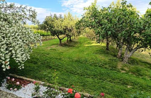 Apartman Villa Romana - Foto 14