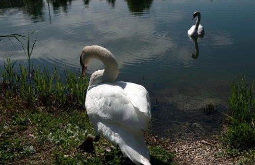 Residence Le Querce - Foto 18