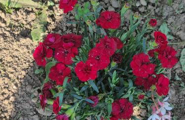 Apartman Goran - 130m Radiochirurgia - Foto 68