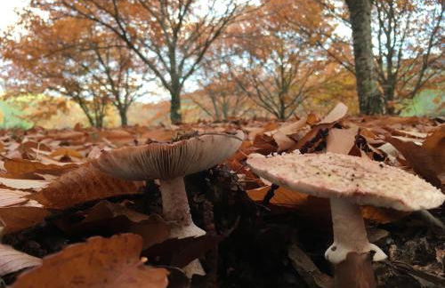 Casa da Avó Tina - Apartamento - Foto 22