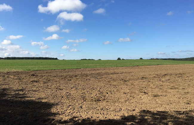Ferienhaus Mirow-Lärz - Kamin Wald Ruhe - Foto 45
