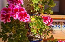 Mi Casita Villamartín Golf - Photo 32