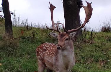 Siedlisko Sielska Dolina Nad Stawem luksusowy domek całoroczny z fińską sauną - Foto 27