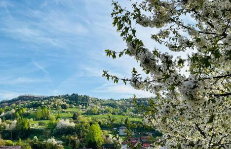 Domki Pienińskie Tarasy - Photo 25