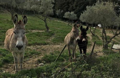 Podere del Botruccio - Foto 38