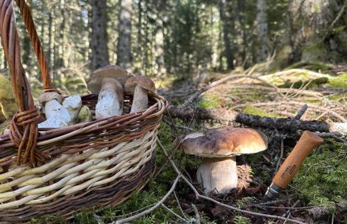Clède lovée dans la forêt, sauna & bain nordique - Foto 34