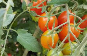 VILLA PALIOS STATHMOS - Foto 29