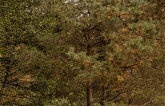 Czarny Dzięcioł - Foto 23