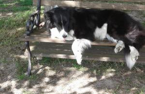 Les Sables Blancs - Foto 30