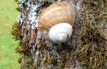 Ferienwohnung Will - Photo 30