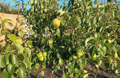 Casa com Arte - country house with swimming pool - Foto 40