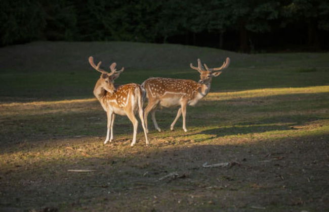 A Hidden Haven & Water Garden Cottages - Foto 49