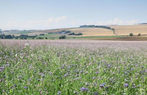 Buchanan Park - Photo 21