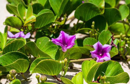 Village Porto Feliz Itacimirim - Foto 8