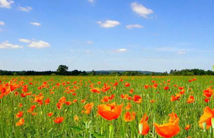 JANISCHs Fewo im Spreewald, Terrasse, großer Garten und Blick inklusive - Foto 24
