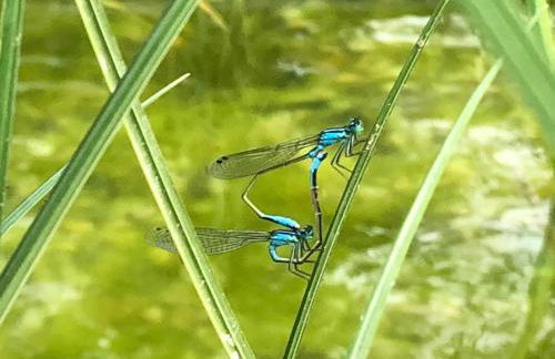 Schmeling Haus Bad Saarow - Photo 20