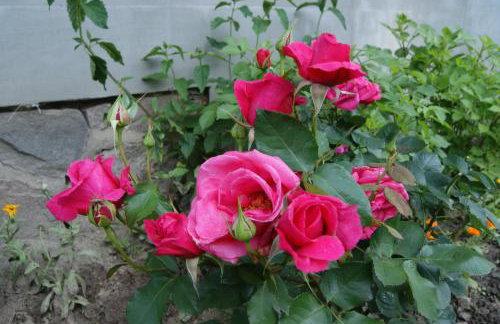 Kamienna Chata - Foto 16