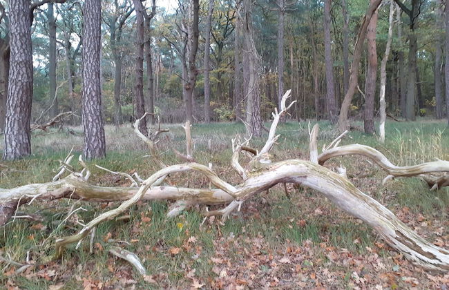 Idyllic Bungalow with Garden in Pepelow near Seabeach - Foto 13