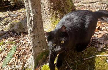 Red River Gorge Creekside, New*Spacious *2 baths! - Foto 13