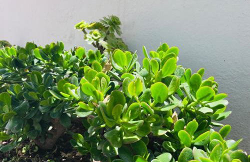 Casa Mesa del Mar Tenerife - Foto 28