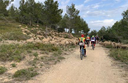 Mazet Le Micocoulier - Foto 32