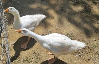 Agriturismo I Millepini - Foto 38