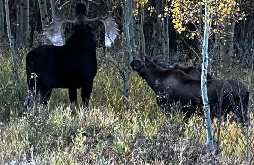 Meandering Moose Apartment Vacation Rental - Foto 46