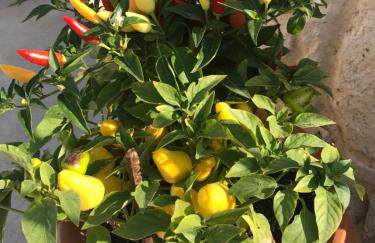 BIO Garden Stonehouse - Foto 45