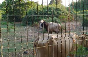 Beach house à Marina di Sorbo …Corse - Foto 21