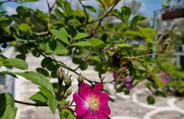 Dream in Chalkidiki 2 bedroom villa with garden - Foto 25