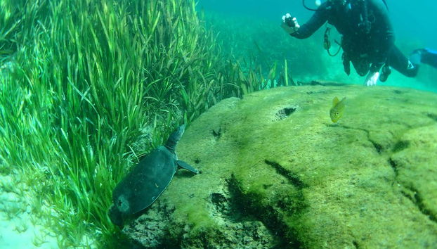 Contemplando i fondali del Rainbow River