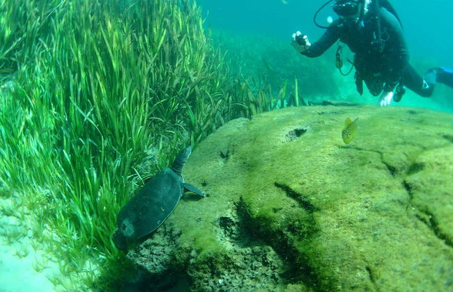 Immersione nel Rainbow River - Foto 4