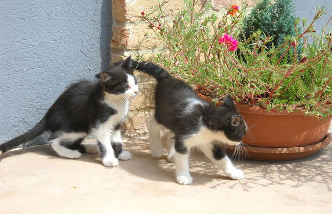 Agriturismo Cascina Monchiero - Foto 10
