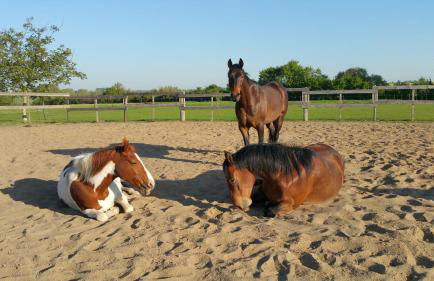 Haus an der Pferdekoppel am Blankenburger See - Photo 26