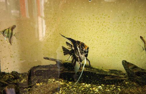 Seaside apartments with a swimming pool Prigradica, Korcula - 9290 - Foto 14