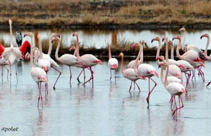 1 bajo con 2 Terrazas piscina y jardin - Foto 17