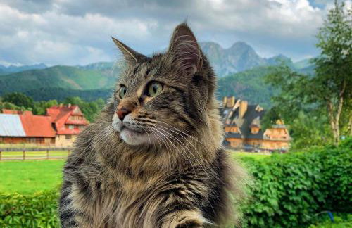 Apartament Poleczka Zakopane Kościelisko - Foto 43