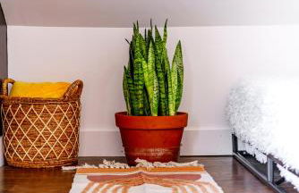 Jungle House Chillicothe Sleeps 24 Downtown Ohio Free Parking - Walk to Historic District - 5BR Luxury Home - Pet Friendly - King Beds - Over 5,800 Five Star Stays - Foto 76