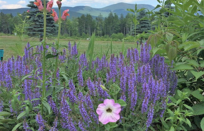 Robert Frost Mountain Cabins - Foto 74