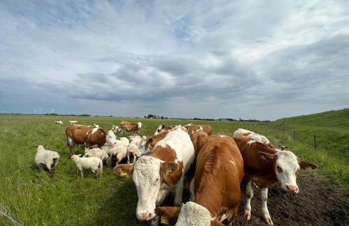 Ferienhof HaaBo - Foto 11