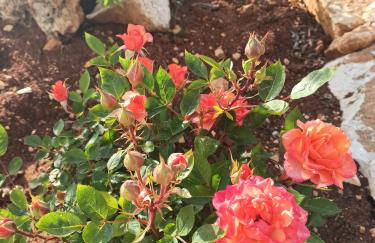 Trulli don Pietro - Foto 37